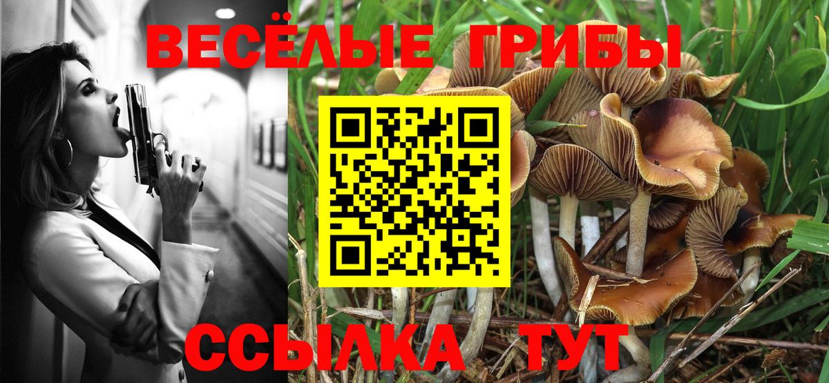 где купить наркотик  Галлюциногенные грибы мицелий  Каменск-Шахтинский  Вход с VPN  Галлюциногенные грибы Psilocybine cubensis 
